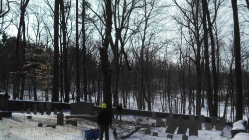 Lowering a maple limb